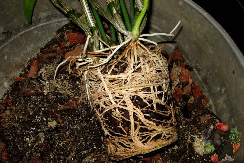 Орхидея дендробиум: посадка, уход, пересадка, размножение