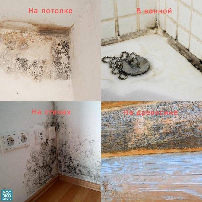 10 неожиданных мест на кухне, где может прятаться плесень