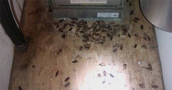 Как при переезде не перевезти тараканов в новую квартиру