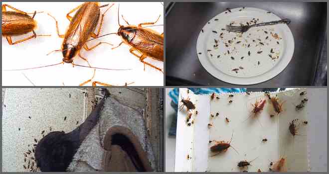 ❶ признаки тараканов в квартире: где искать их в доме, где их гнезда