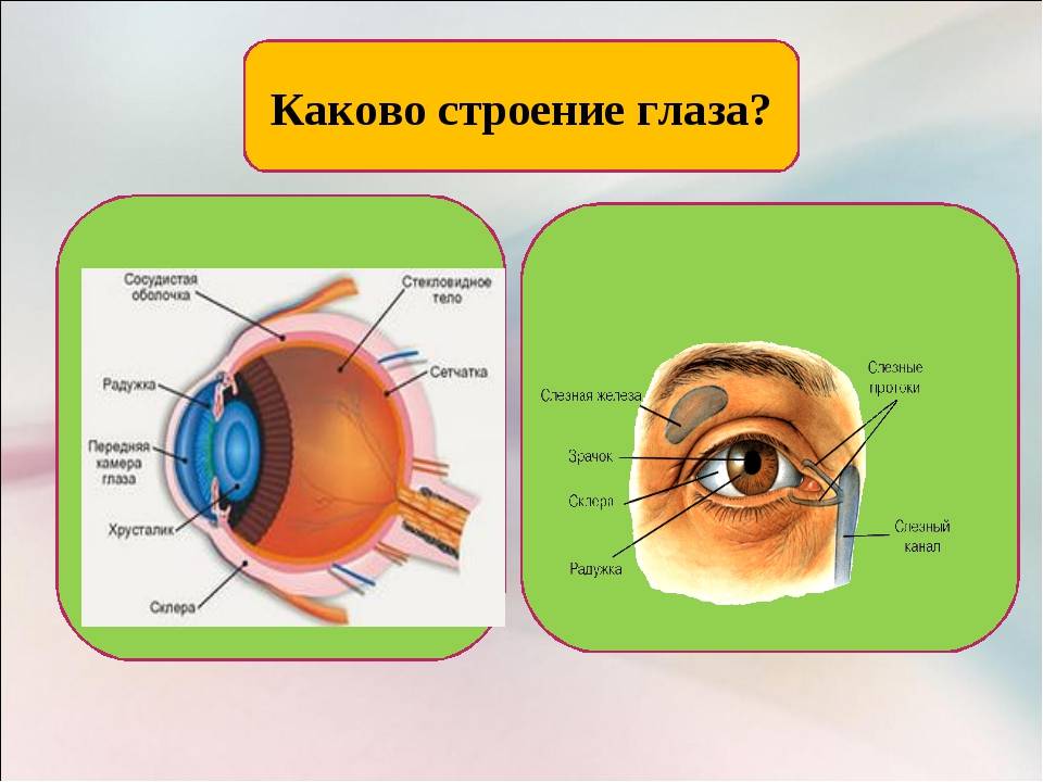 Орган зрения презентация