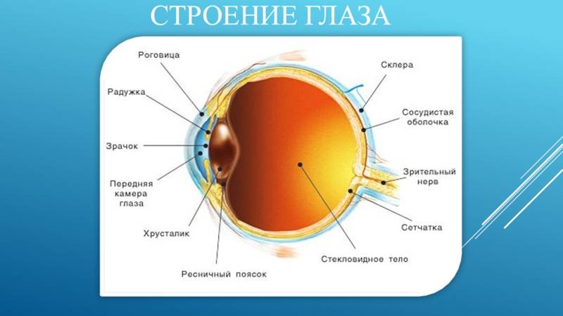 Влияние гаджетов на здоровье глаз «ochkov.net»