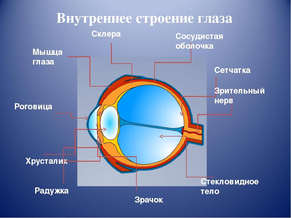 Строение органа зрения рисунок