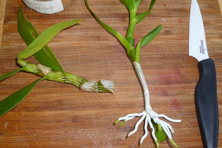 Правильная пересадка орхидеи дендробиум и уход в домашних условиях